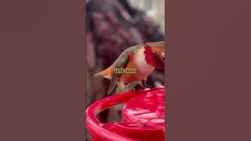 Discover the wonders of the hummingbird world