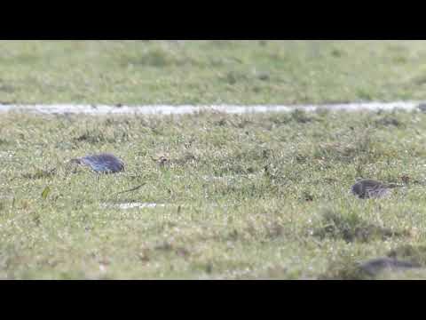 Waterpieper - Anthus spinoletta - Waterland, Poppendammergouw - 9 januari 2021