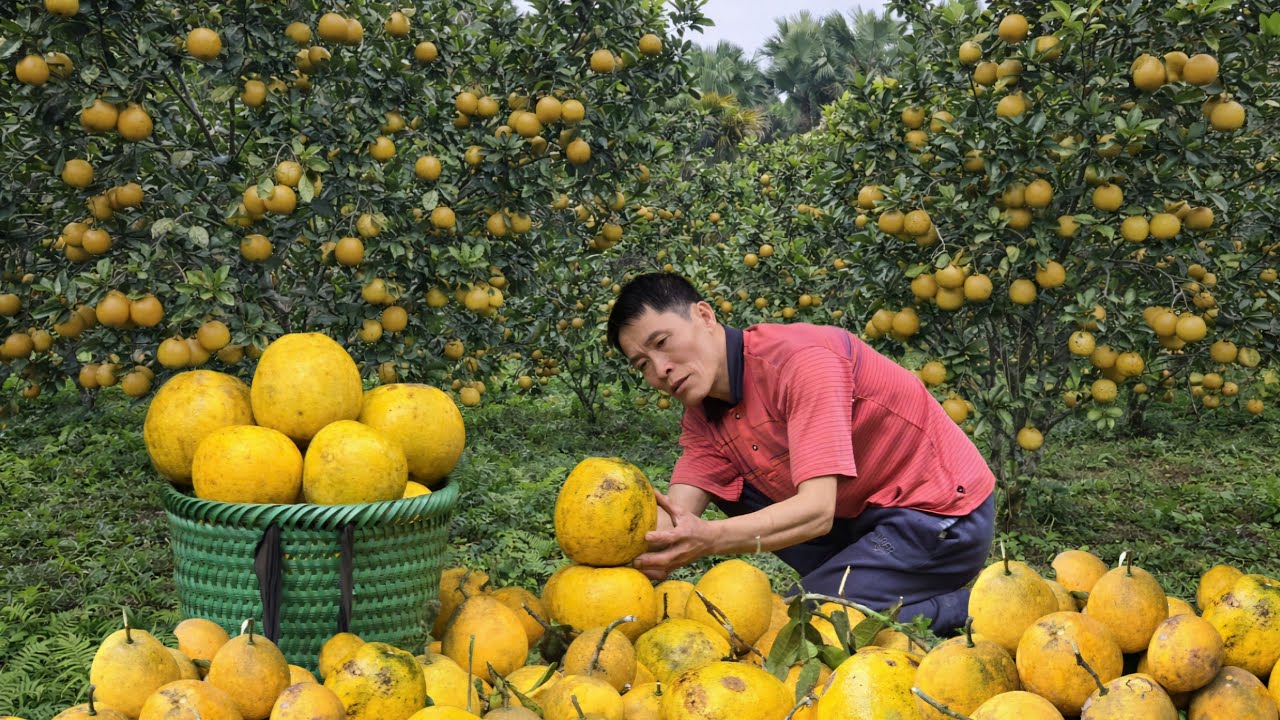 Massive Pomelo Harvest - Goes to Market sell, Making Traditional Pickled Cabbage | Solo Rural Life