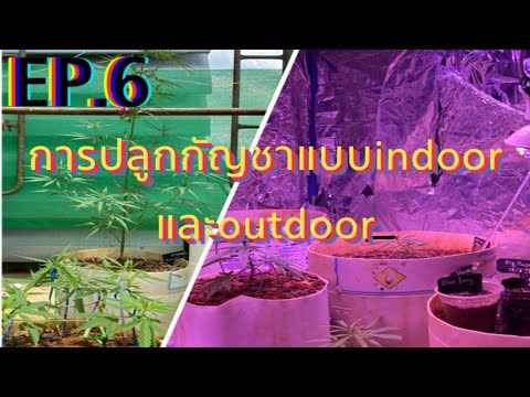มือใหม่หัดปลูกกัญชา การปลูกแบบกัญชาแบบ indoorและoutdoor สไตล์เพลิญกัญ EP.6