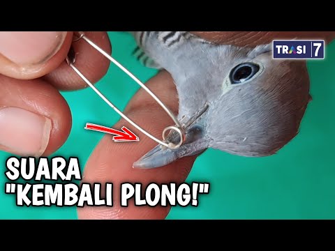 Video: Burung apa yang mengeluarkan suara menggelegar?