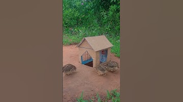 Wow Really Creative DIY Unique Quail Trap By Designing a Cardboard Box Look Like a House #shorts