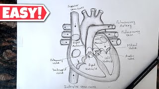 Human Heart Diagram Drawing with labelled // Class 10 Human Heart