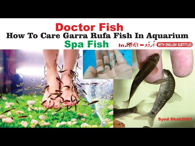 FISH SPA Gallery - sudwalacaves