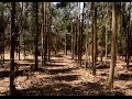 سرابيوم ..غابات شجرية تروى بمياة
