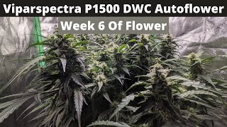 Week 6 Of Flower | Blue Diesel Autoflower | DWC | 24/0 | Viparspectra P1500