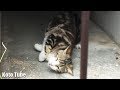 マタタビ玉が効きすぎて転げまわす野良猫たち！ Silvervine is Japanese Catnip.