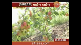 Pune | Shirur | Farmer Successful In Apple Farming In Hot Climate