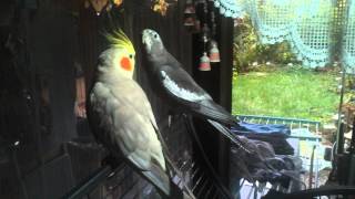 cockatiel sings parts of "if you're happy and you know it"