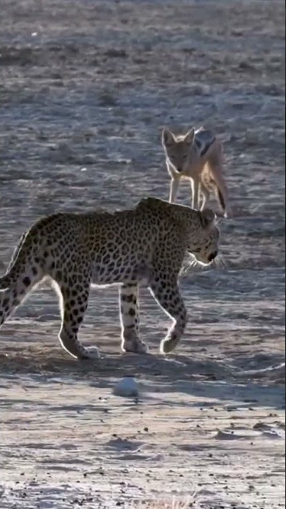 Leopard walks straight into jackal alarm calling #kgalagadi #wildlife #big5