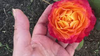 Яркие краски осени в саду  Розы и хризантемы