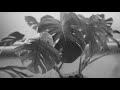 ユトレヒト/夏の成層圏