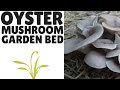 The Easiest Way to Grow Oyster Mushrooms: An Outdoor Garden Bed