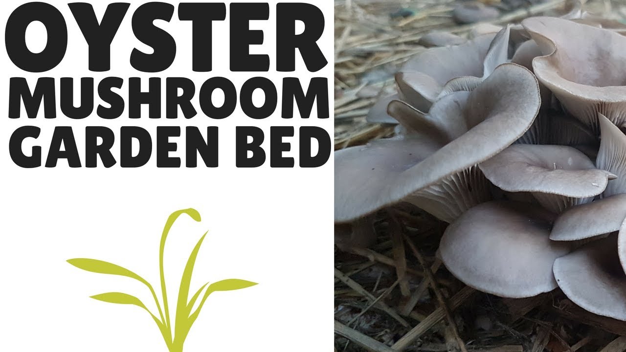 The Easiest Way To Grow Oyster Mushrooms An Outdoor Garden Bed