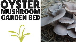 The Easiest Way to Grow Oyster Mushrooms: An Outdoor Garden Bed