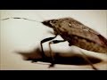 Infestation of Stink Bugs, Opossums and Roaches | Wildlife Documentary | Natural History