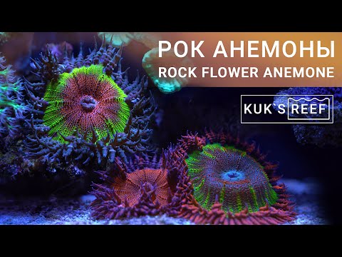 Video: Kaj so morske anemone?