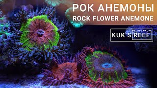 Рок анемоны в морском аквариуме | Rock Flower Anemone