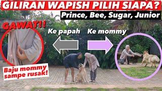 ANABUL PILIH SIAPA GILIRAN WAPISH! APAKAH MOMMY TETAP JADI DEBU?