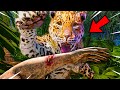 Solo el 139 sobrevive a un jaguar as3s1no del amazonas