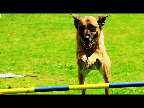 Agility: Der Hundesport