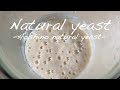 【天然酵母】ホシノ天然酵母　生種の作り方　Hoshino natural yeast