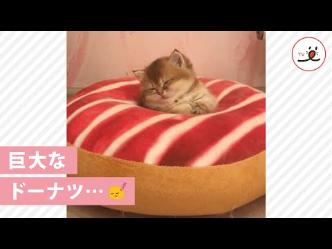ぜんぶ食べきれるかニャ…😪 ドーナツクッションでウトウト夢うつつな子猫ちゃんが可愛すぎる💕✨【PECO TV】