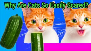 This is Why Cats Freak Out Over Water, Noises & Cucumbers