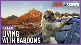 Living With Baboons: The Town in South Africa Where Monkeys Rule