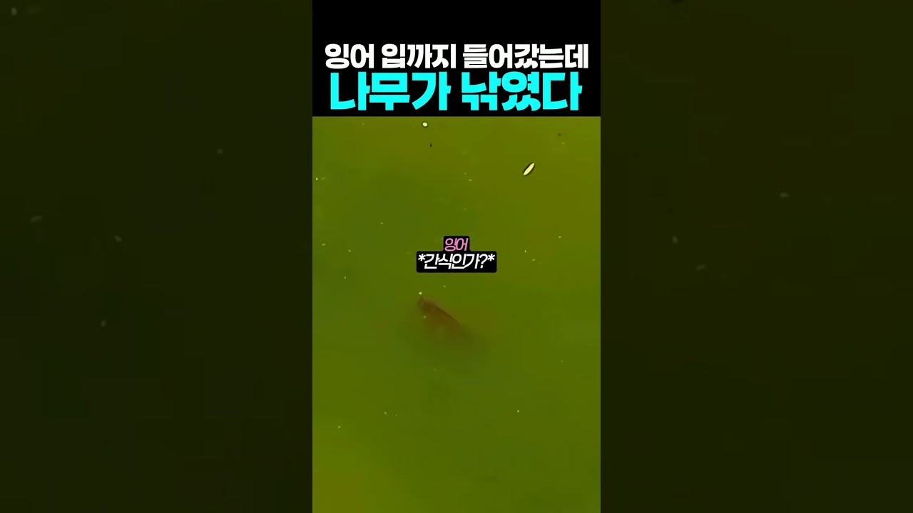 잉어 입까지 들어갔는데 나무가 낚였다