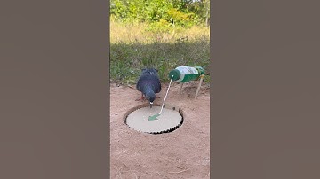 Best Creative Bird Trap Using Paper & bottle #shorts