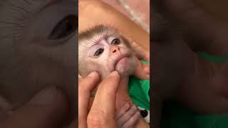 Baby monkey video! Bibi baby is Smart and cute! #bibi #lala #monkybibi