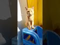 Just looking like a WOW😻😹 #tabbyandcali #catvideos #justlookinglikeawow #yashrajmukhate #cats #cat