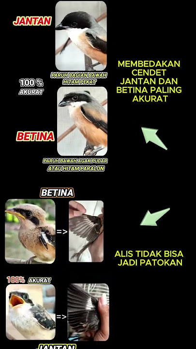 CARA MEMBEDAKAN CENDET JANTAN DAN BETINA PALING AKURAT #cendet #pentet #burungcendet