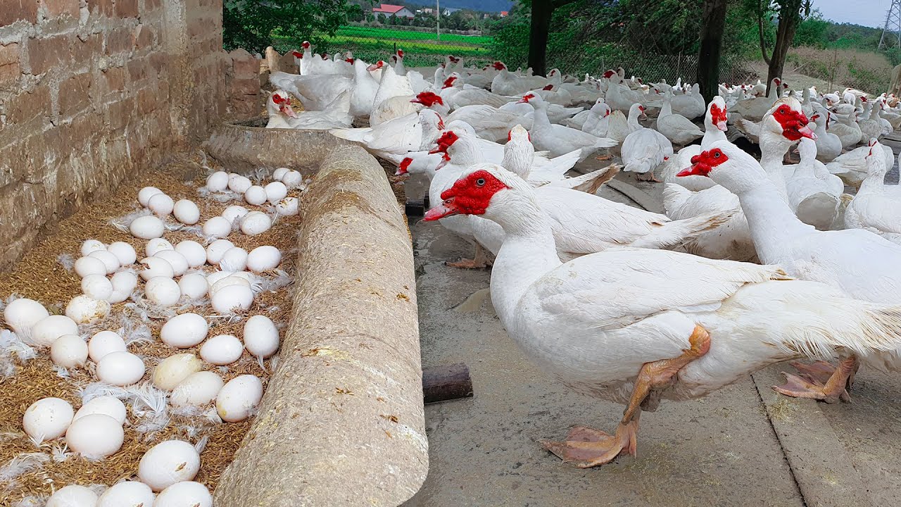 The Guide Techniques For Breeding Muscovy - Muscovy Ducks Farming