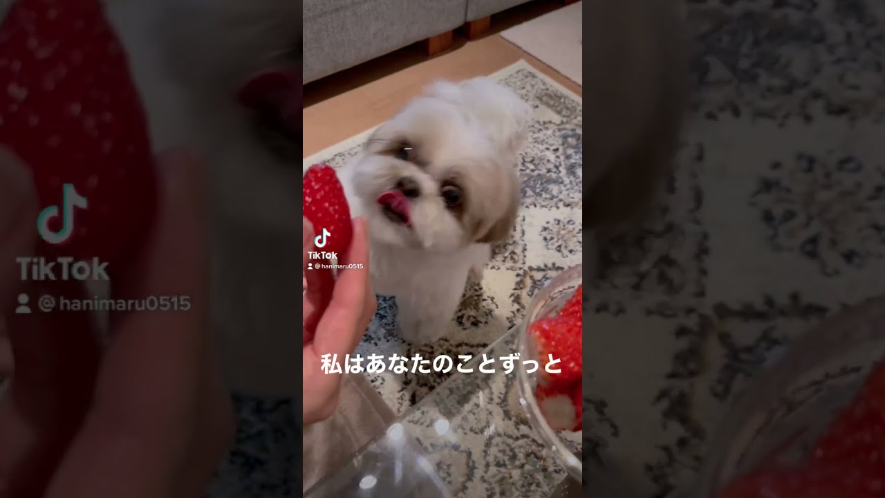 癒し動画 シーズー犬のかわいい詰め合わせ Tiktok Shorts A Collection Of Movements With Very Cute Shih Tzu Youtube 癒し動画 シーズー犬のかわいい詰め合わせ Tiktok Shorts A Collection Of Movements With Very Cute Shih Tzu Youtube