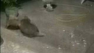 Badger vs Fox. Badger wins easily.
