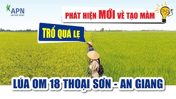 APN - TẠO MẦM TĂNG NĂNG SUẤT - CÔNG THỨC PHUN CHÁY BÌA LÁ, VÀO GẠO MẠNH - THU ĐÔNG 2024|18