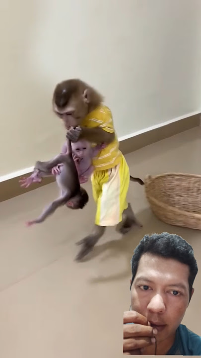 Monyet dan dua bayi # #monkey #babymonkey #animals #cute #hewan #lucu #shorts #hiburan #shortvideo