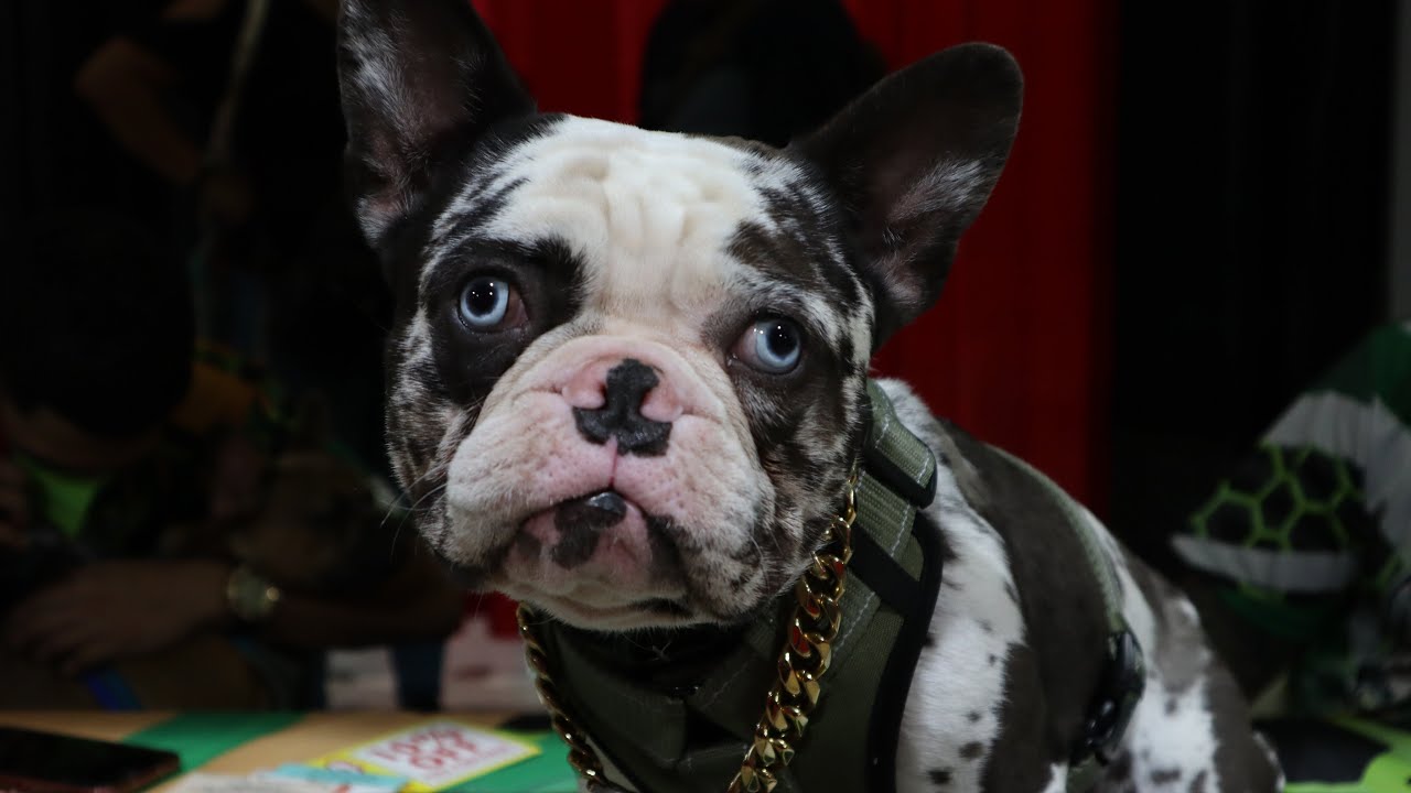 Battle of The Frenchies Dog Show! Miami Vibes Vlog YouTube