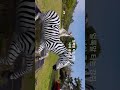 #강아지쇼츠 #행복한강아지 #귀여운강아지 #쌩콩해서콩이 #노견일상 #강아지그램 #dada #악뮤
