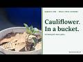 How to Grow Cauliflower in a 2.5-Gallon Bucket (Small-Space, No Backyard Needed)