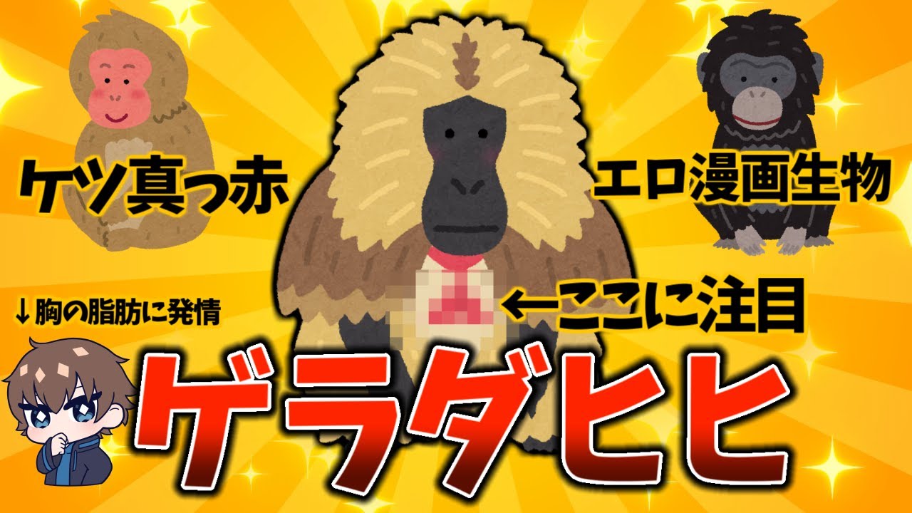 胸にマンコがあるおサル！ゲラダヒヒとその他キモい霊長類たち！
