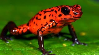 10 Weirdest Frogs