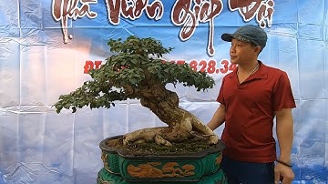 ✅Một số cây cảnh giao lưu báo giá cây cảnh chơi tết (Mr.Đại 0967828345)✔️BShp