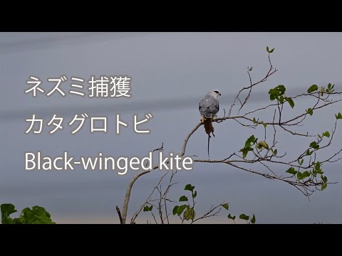 【ネズミ捕獲】カタグロトビ Black-winged kite