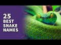 25 best snake names awesome serpent ideas