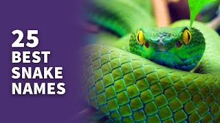 25 BEST Snake Names (Awesome Serpent Ideas!)