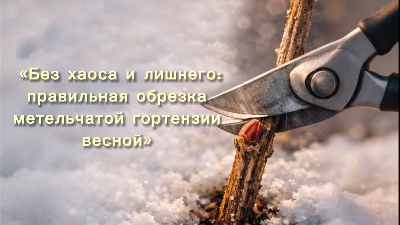 «Без хаоса и лишнего: правильная обрезка метельчатой гортензии весной» 