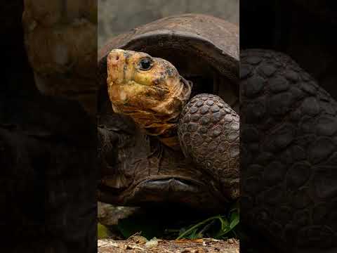 Video: Hoeveel fernandina-schildpadden leven er?